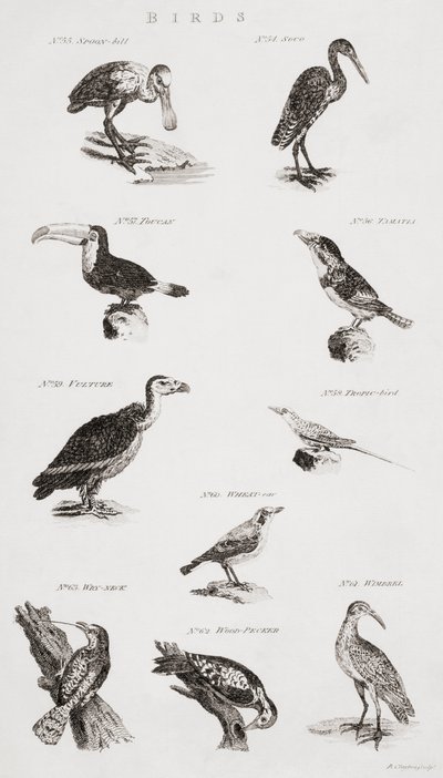 Diferentes tipos de aves de Unbekannt Unbekannt